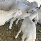 ذبايح حري ونعيمي