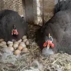 حجل متوفر جميع الأعمار صغار وكبار مضمون الصحة والجودة جا