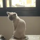 قط للتبني سليم ذكر