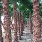 نخل واشنطني زينه