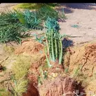 نقوم بجميع اعمال نخيل