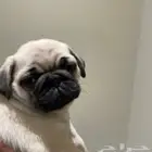 بق (pug)