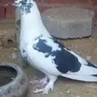 حمام للبيع