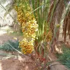 السلام عليكم يوجد لدينا جميع انواع النخل صقعي ومجدوله وهل