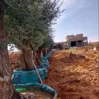 شجر زيتون