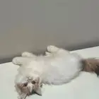انثى كتن