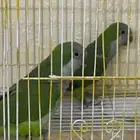 جوز كويكر الرهيب منتج تم البيع