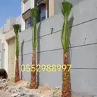 نخل واشنطني وعربي