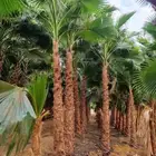 نخل واشنطني زينه امريكي