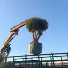 اشجار زيتون معمر بجميع الاحجام