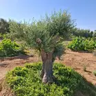 شجر زيتون معمر