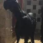 نوادر النجد الدغم