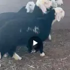 البيع رخال نجد صنف