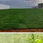 تيل طبيعي تركيب