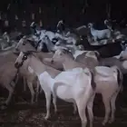 ماشاء الله تبارك الله غنم بيشيات فاخر