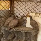 حجل البيع جوزين واذكر