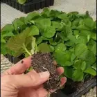 شتلات فراولة