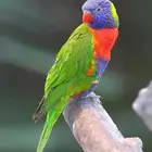 لوري للبيع أليف