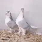 زوج حمام شرازي