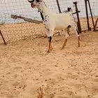 مشروع فحل بيشي صنف الصنف