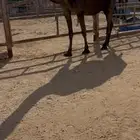 مجهم لقحه طيبه جدا وسلم العذازيب