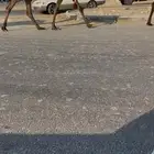 مجهم مصعد كفو