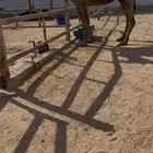 مجهم لقحه طيبه جدا وولدها قريب