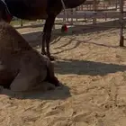 مجهم للبيع خلفه طيبه ثنو تحتها قعود