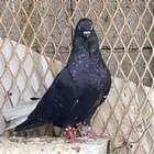 حمام مشكل و في غيره ازواج و فرايد