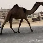 قعود باكستاني كفوو اصفر