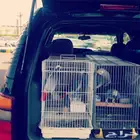 مندوب توصيل قطط وكلاب من جدة الى الدمام 