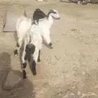 بهم تربيه تيس وعناق
