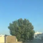 معلم حازم قص الاشجار وزراعه النخيل وجميع انواع الاشجار وزراع