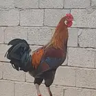 دجاج بلدي اصيل
