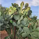 برشومي الحدب