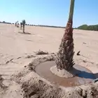 ابوعمارلبيع الفسايل وقلعهاوغرسها شيشي روثان خلاص برحي مجدول