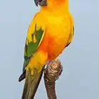 فرخ صن كنيور ( شمسي )