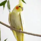 كروان للبيع منتج