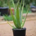 صبار الألوفيرا العلاجي