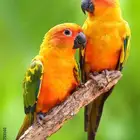 فروخ صن كنيور