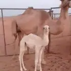 ناقه فيهى ثلاث حراير. تحتهى بكره مهجنه.