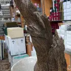 عود اصلي المطلوب 10 الف