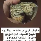 الطير السمان