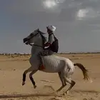 فرس شعبيه
