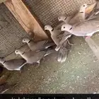 للبيع قمري وسمان الصيد اليوم