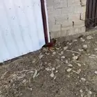 دجاج مهجن باكستاني