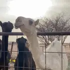 للبيع بكره كفوو وشرط