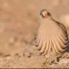 سلام عليكم مطلوب حجل زي الي في الصوره زوج ولا زوجين