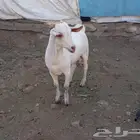 تيس بيشي جذع مشروع فحل والا ذبيحه