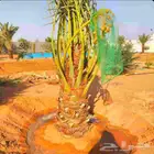 نخل مثمر نخيل نقايل جثايث واشنطني اخلاص سكري برحي صقعي شيشي